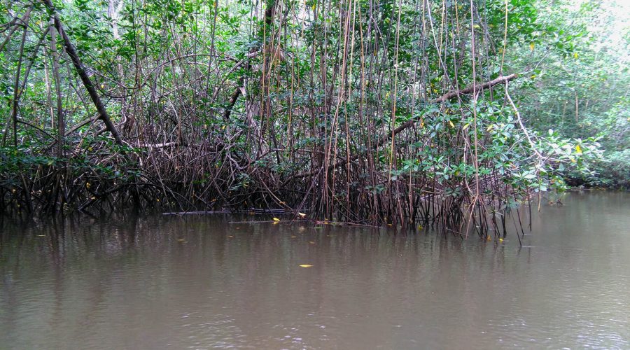 Drake Sierpe Mangrove