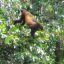 Drake Sierpe Mangrove congo tree