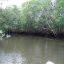 Drake Sierpe Mangrove flora