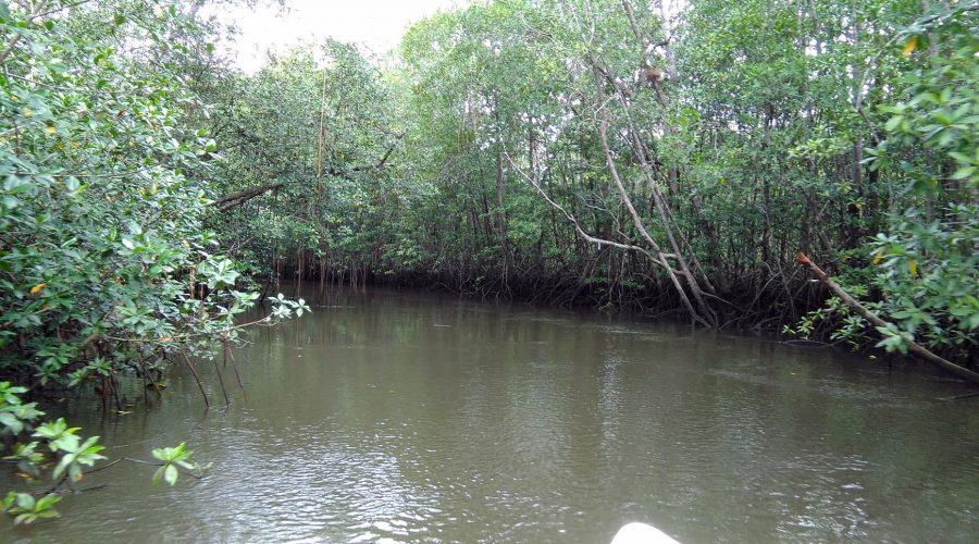 Drake Sierpe Mangrove flora