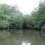 Drake Sierpe Mangrove manglar