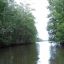 Drake Sierpe Mangrove river