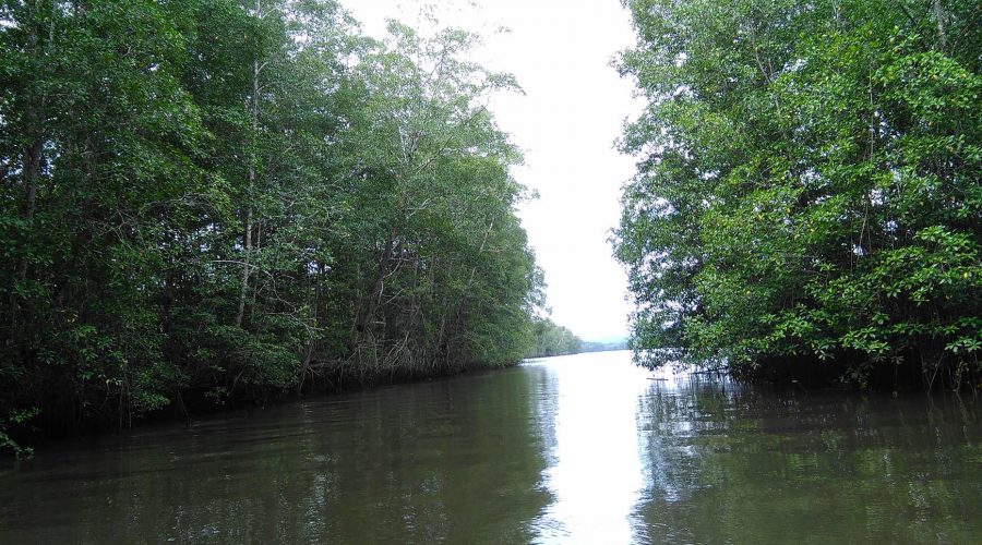 Drake Sierpe Mangrove river