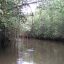 Drake Sierpe Mangrove roots