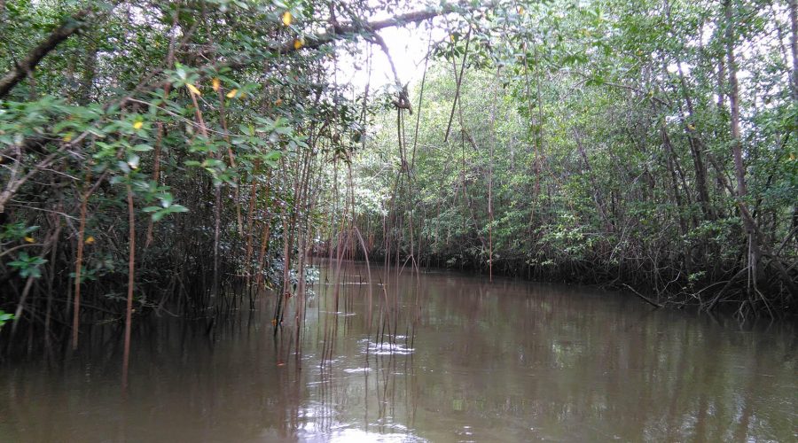 Drake Sierpe Mangrove roots