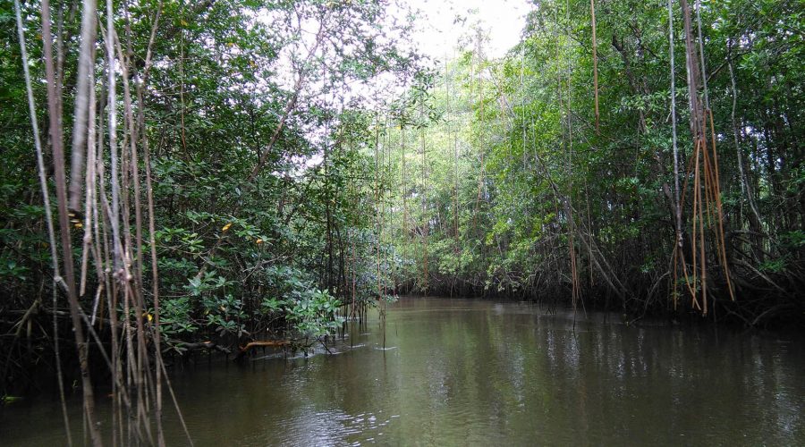 Drake Sierpe Mangrove trees