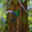 Monteverde Cloud Forest Biological Reserve hummingbird