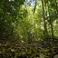 Monteverde Cloud Forest Biological Reserve leaves