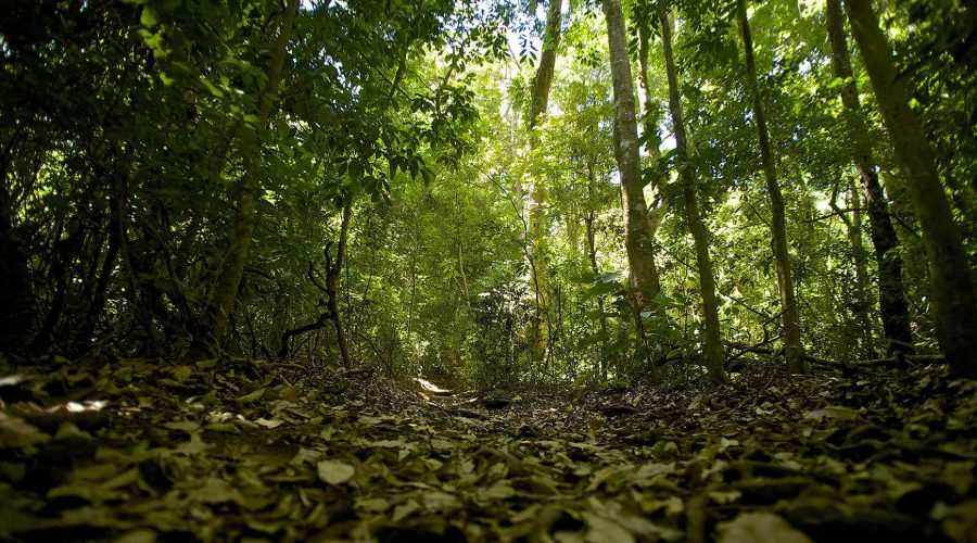 Monteverde Cloud Forest Biological Reserve leaves