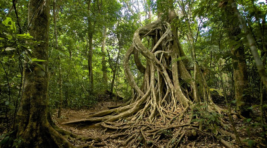 Monteverde Cloud Forest Biological Reserve roots