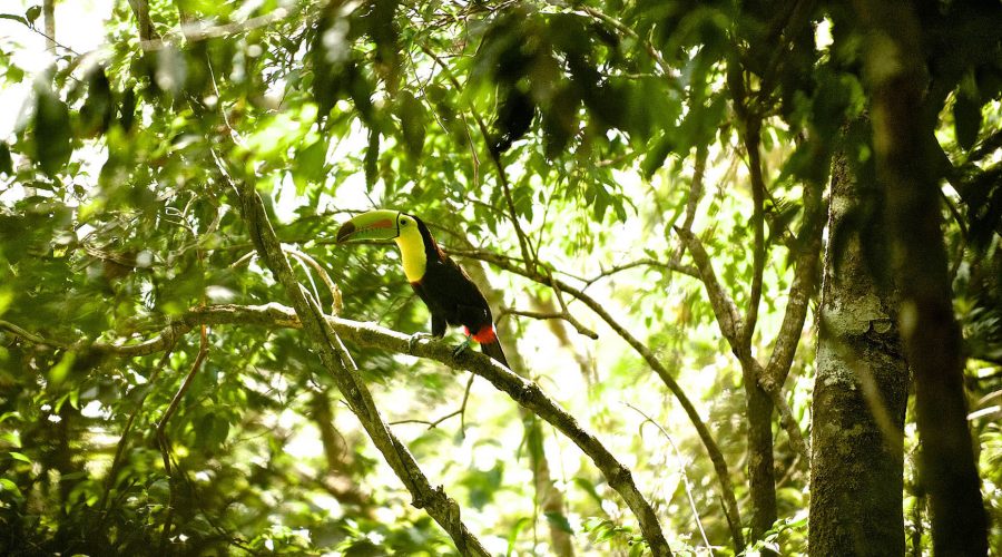 Monteverde Cloud Forest Biological Reserve toucan
