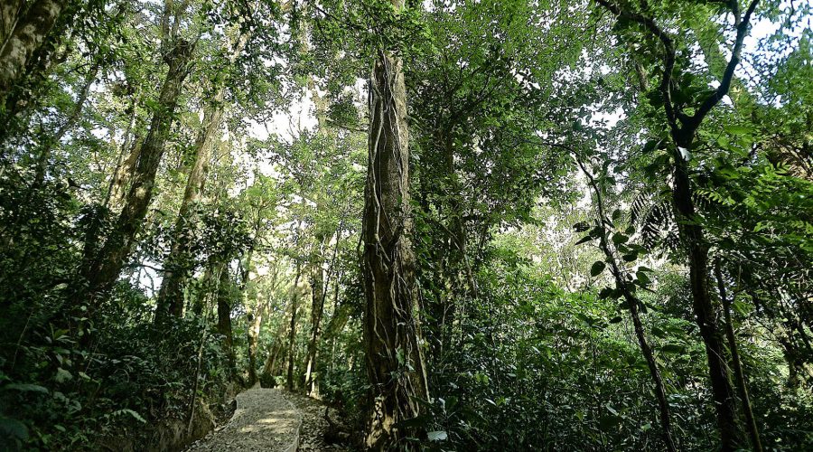 Monteverde Cloud Forest Biological Reserve trails