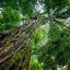Monteverde Cloud Forest Biological Reserve trees