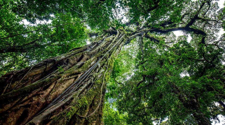 Monteverde Cloud Forest Biological Reserve trees