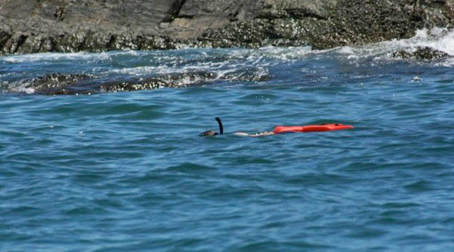 ballena national park snorkeling