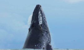 ballena national park whale 1