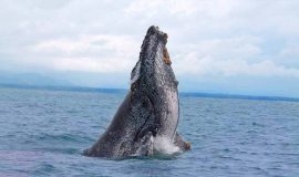 ballena national park whale