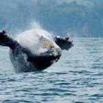 ballena national park whale 3