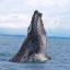 ballena national park whale