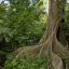 buena vista canopy tour trail