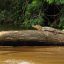 cano negro rio frio alligator