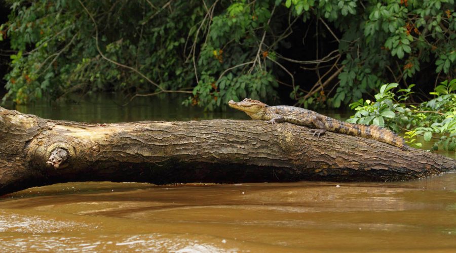 cano negro rio frio alligator