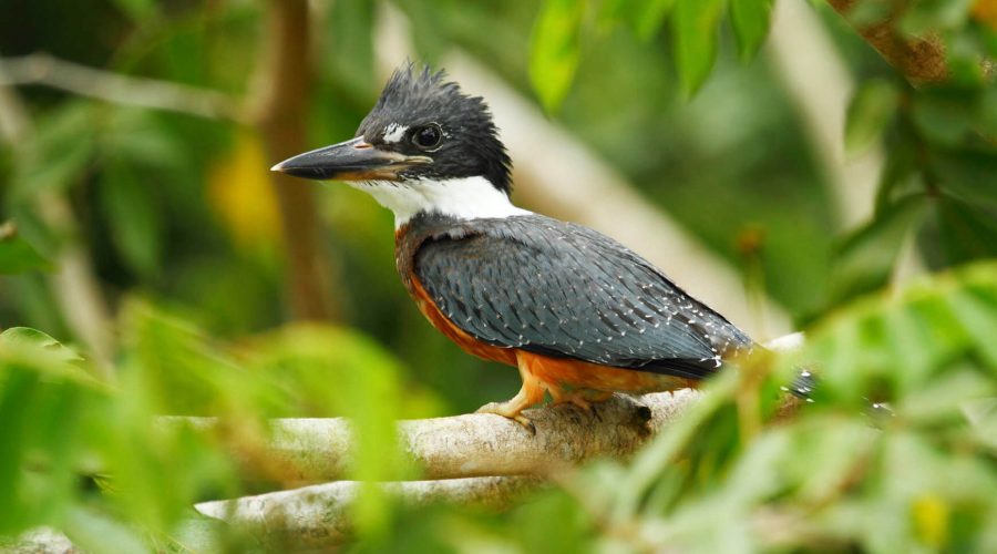 cano negro rio frio bird