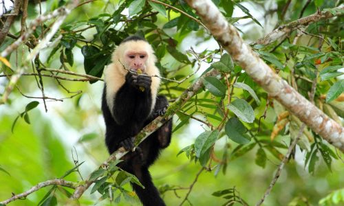 cano negro rio frio whiteface monkey