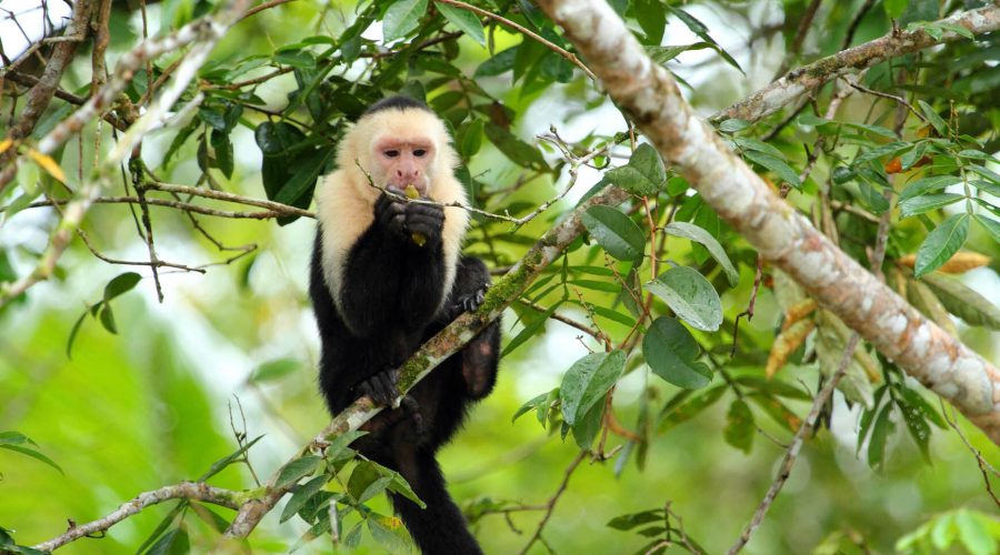 cano negro rio frio whiteface monkey