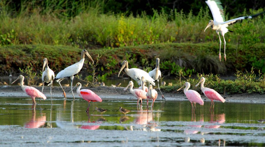 cano negro rio frio fauna