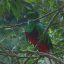 carara national park quetzal