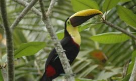 carara national park toucan