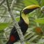carara national park toucan