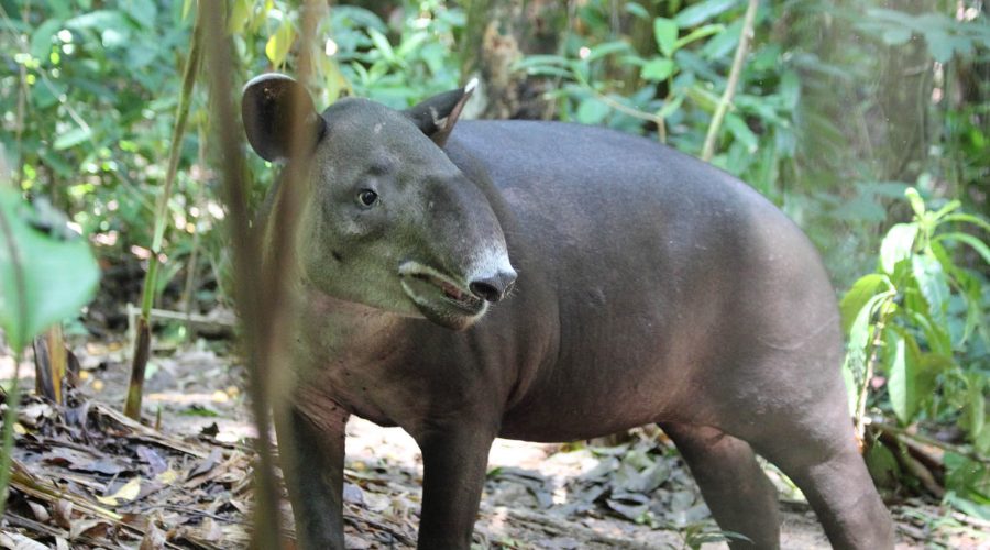 corcovado national park danta