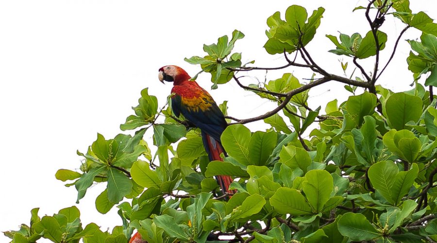 corcovado national park macaw
