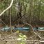 damas estuary mangrove kayak jungle
