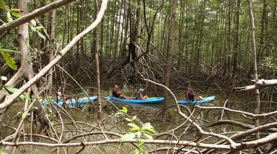 damas estuary mangrove kayak jungle