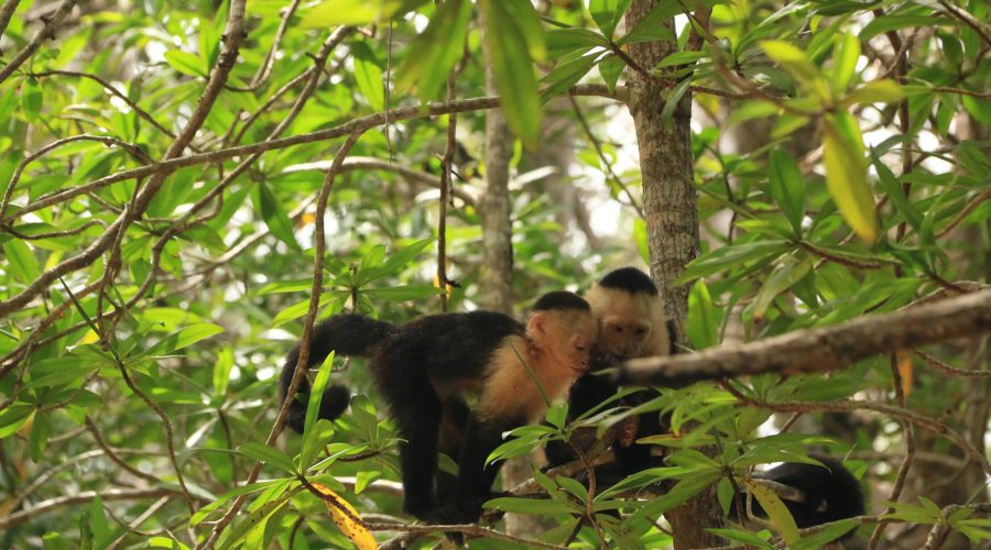 damas estuary mangrove kayak monkeys