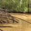 damas estuary mangrove kayak roots