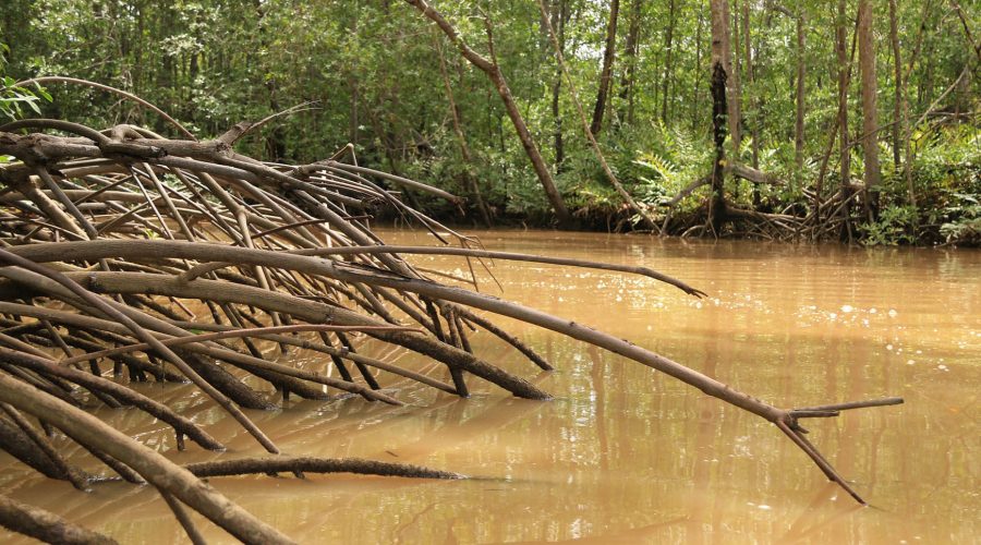 damas estuary mangrove kayak roots