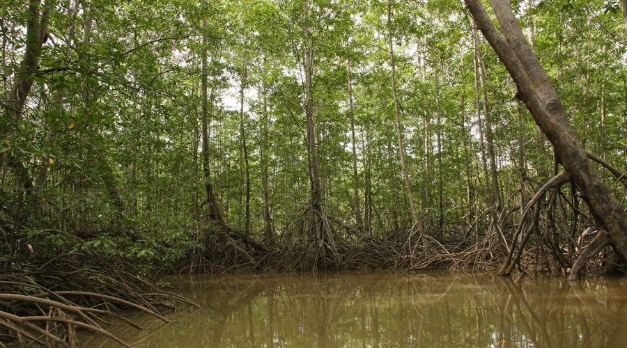 damas estuary mangrove kayak trees