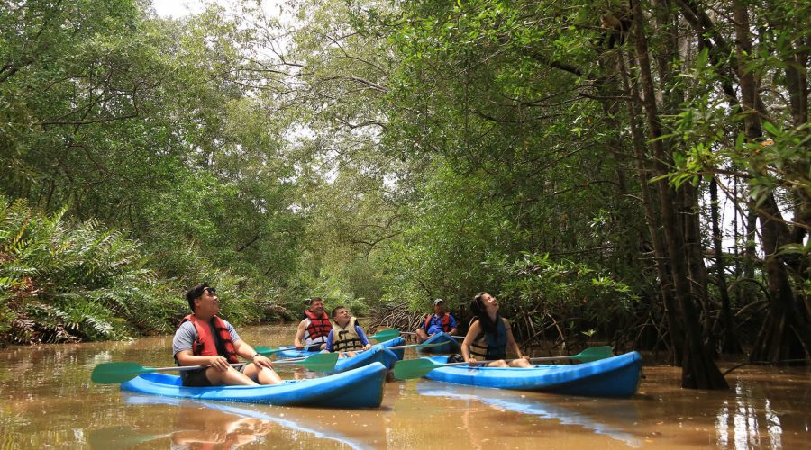 damas estuary mangrove kayak watching