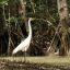 damas island mangrove bird 1