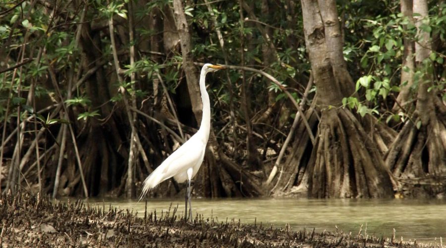 damas island mangrove bird 1