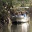 damas island mangrove boat 1