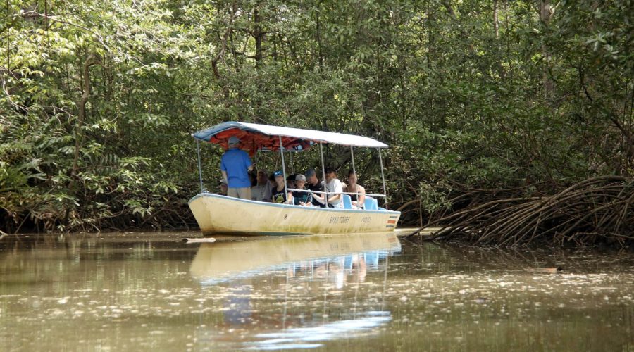 damas island mangrove boat guide