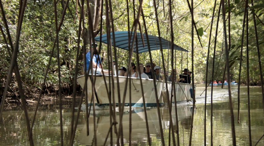 damas island mangrove boat manglar