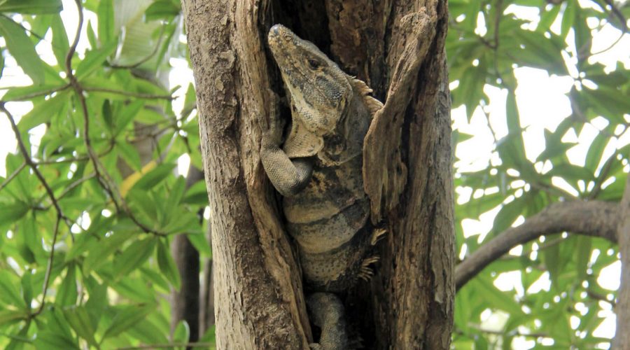 damas island mangrove lizard