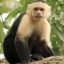 damas island mangrove monkey