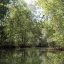 damas island mangrove river